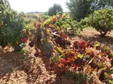 Viñas en vaso de Ignacio Príncipe650