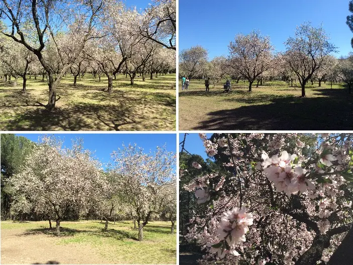 almendros x 4