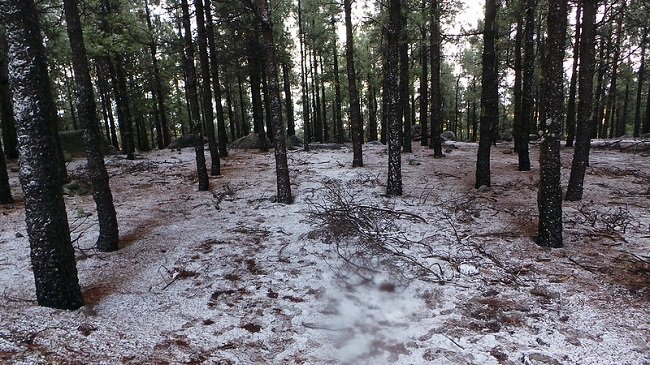 nieve